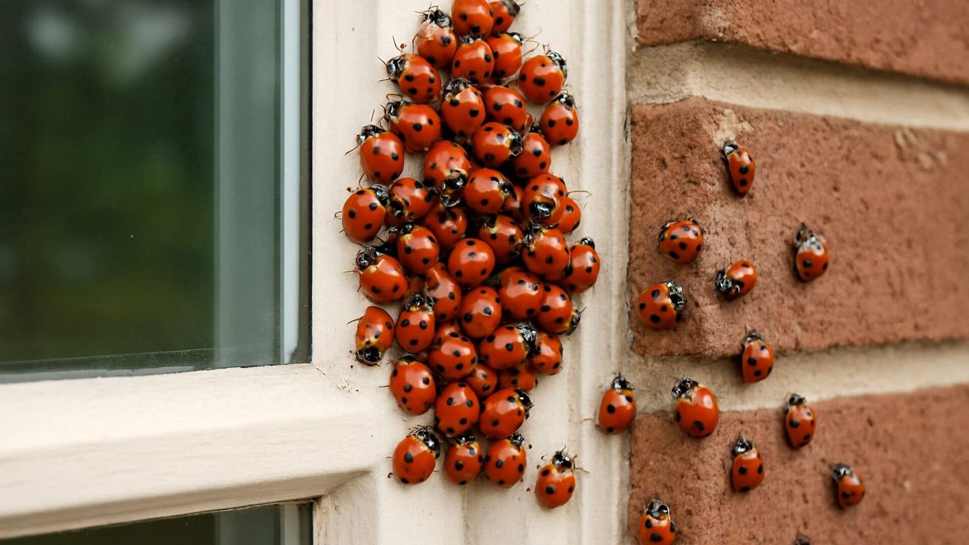 binlercesi ayni anda evleri istila etti ingilterede gokten ugur bocegi yagiyor bilim insanlari alarma gecti f72w4tSF
