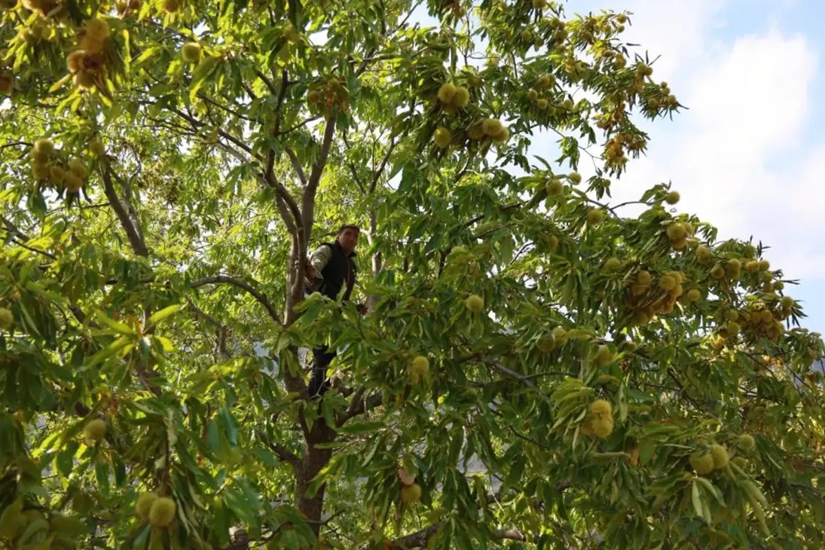 hasat basladi gunluk 5 bin tl kazaniyorlar HmrjedPH.jpg