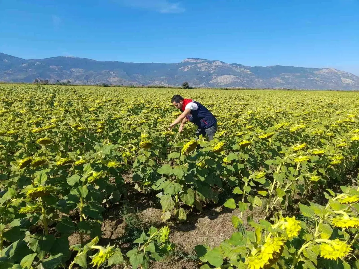 soke tarim mudurlugu 2025 desteklemeleri icin pamuk ve aycicegi saha calismalari yuruttu mTfjjR7F.jpg