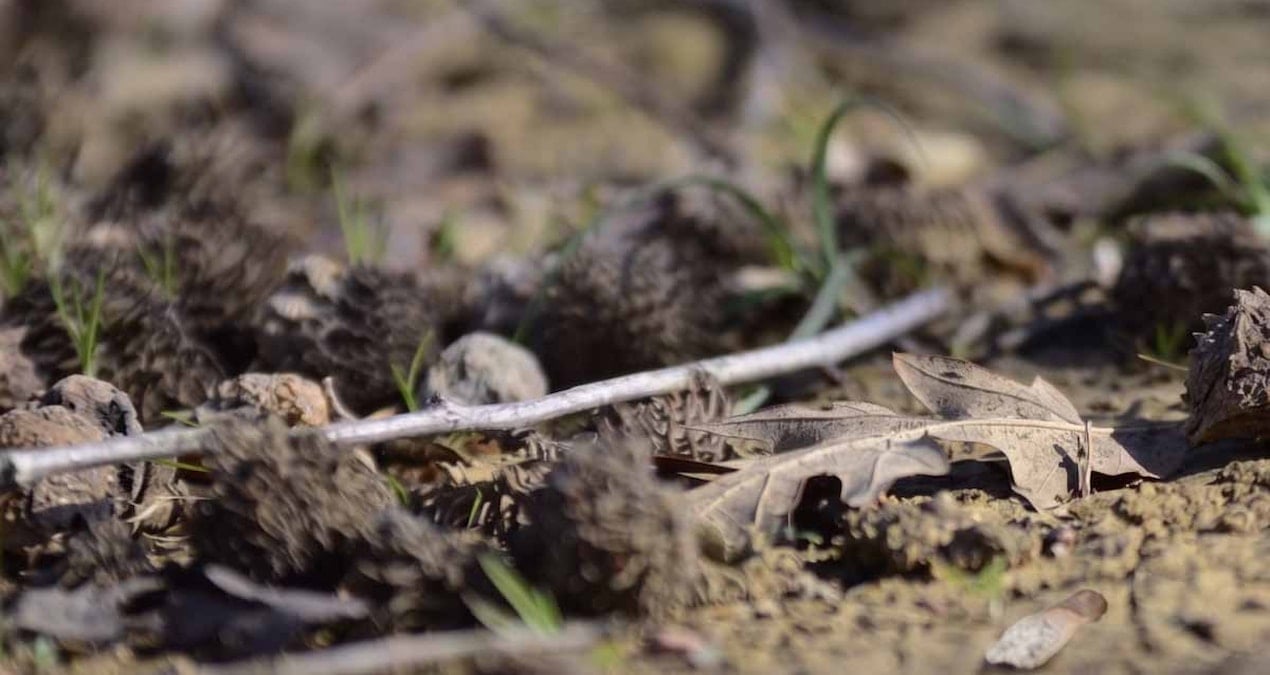 Ormanda Değerlendirilen Hazine: Meşe Palamudu ile Servet Kazanan Girişimci