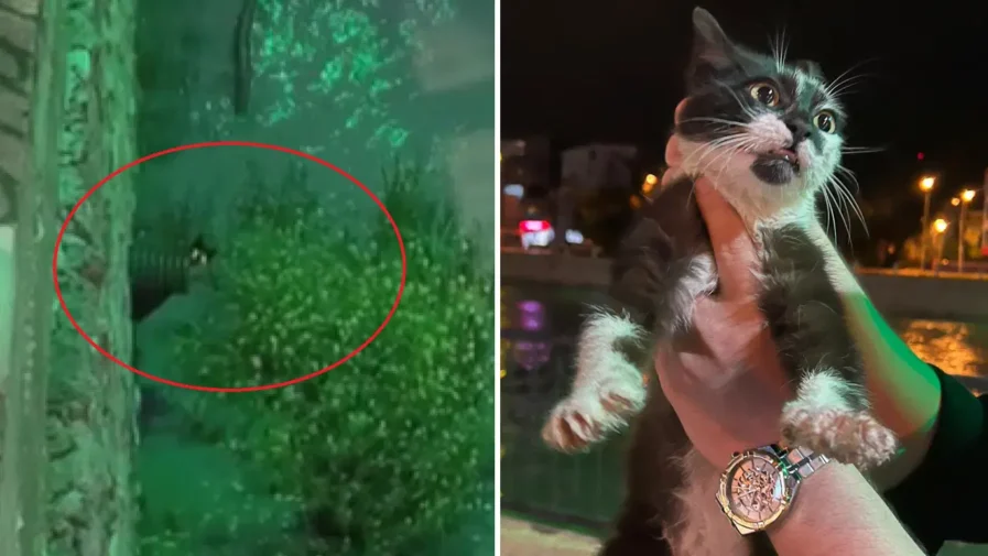Yeşilırmak Nehri’nde Mahsur Kalan Kedi İçin Özel Kurtarma Operasyonu Gerçekleştirildi