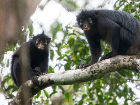 Kongo ormanlarinda buyuk kesif turuncu dudakli gizemli canli ilk kez goruntulendi venHWhk9